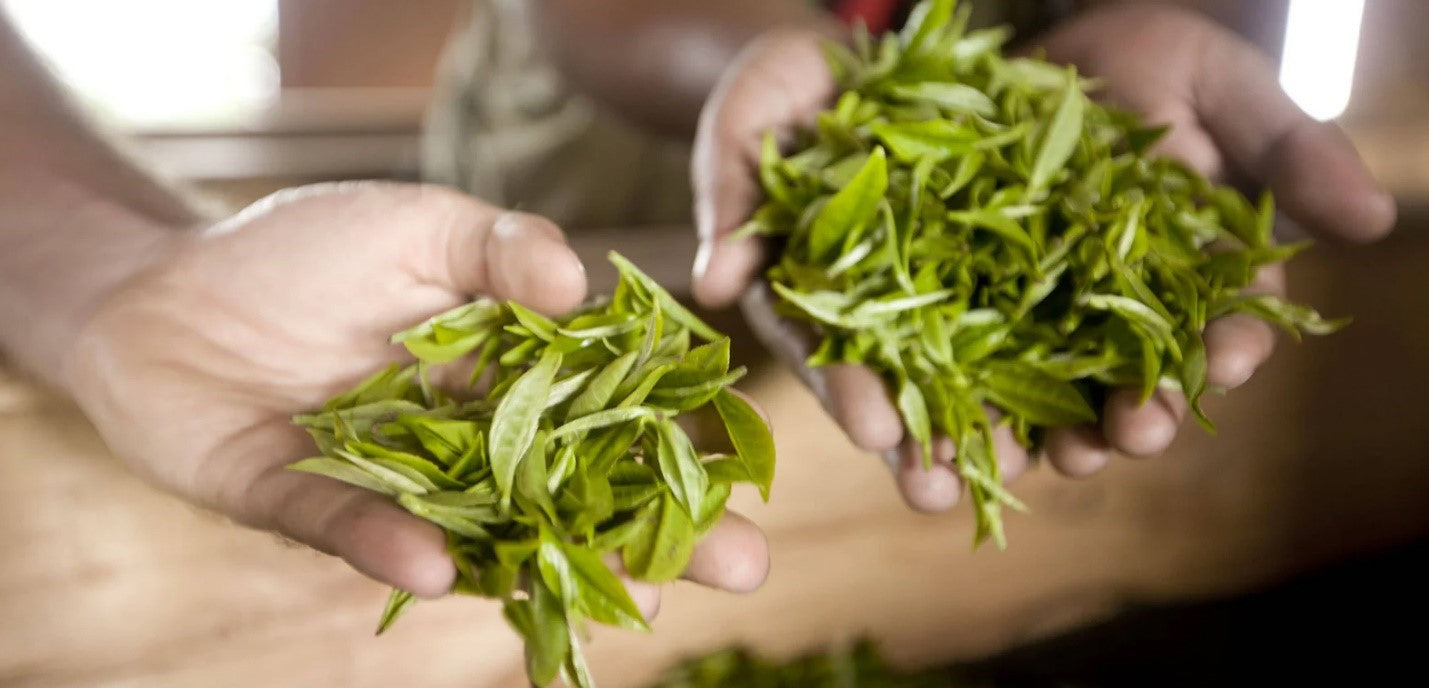 Benefits of Loose Leaf Teas: How Nepal Tea Boosts Health