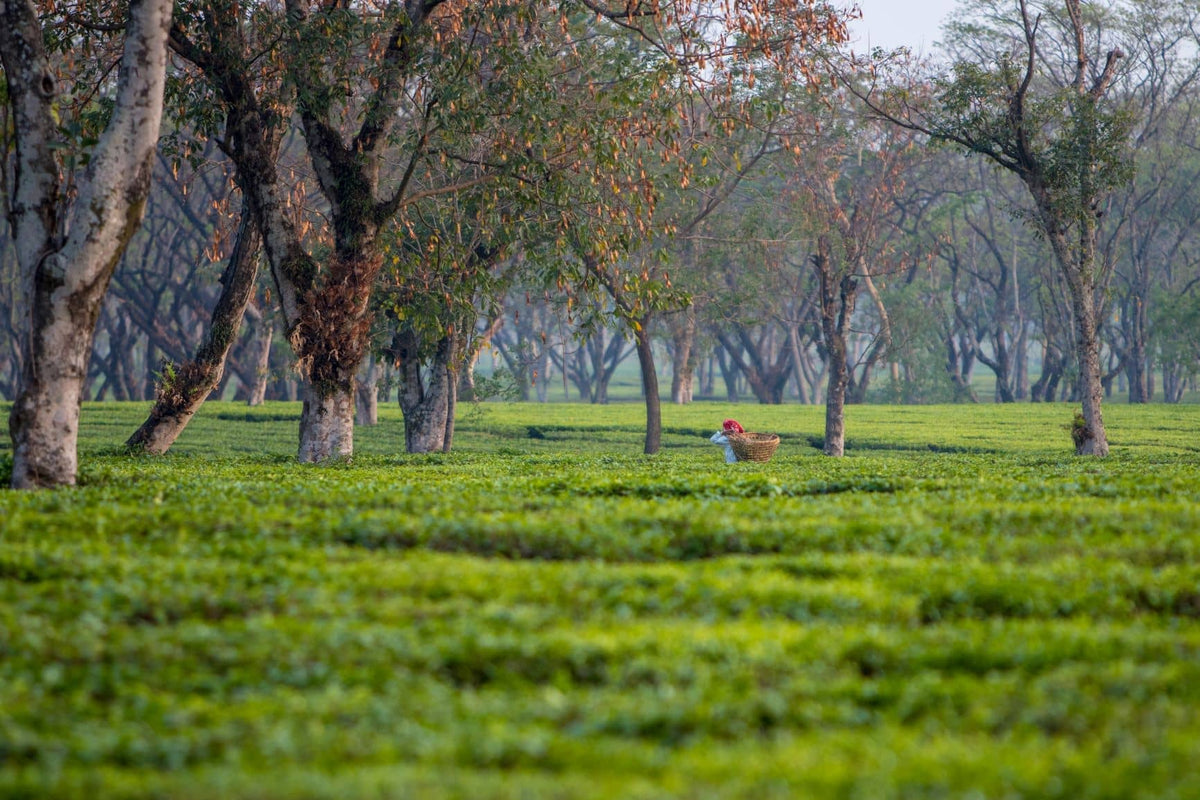 Unveiling the Vital Role of Terroir in Tea Cultivation: The ...