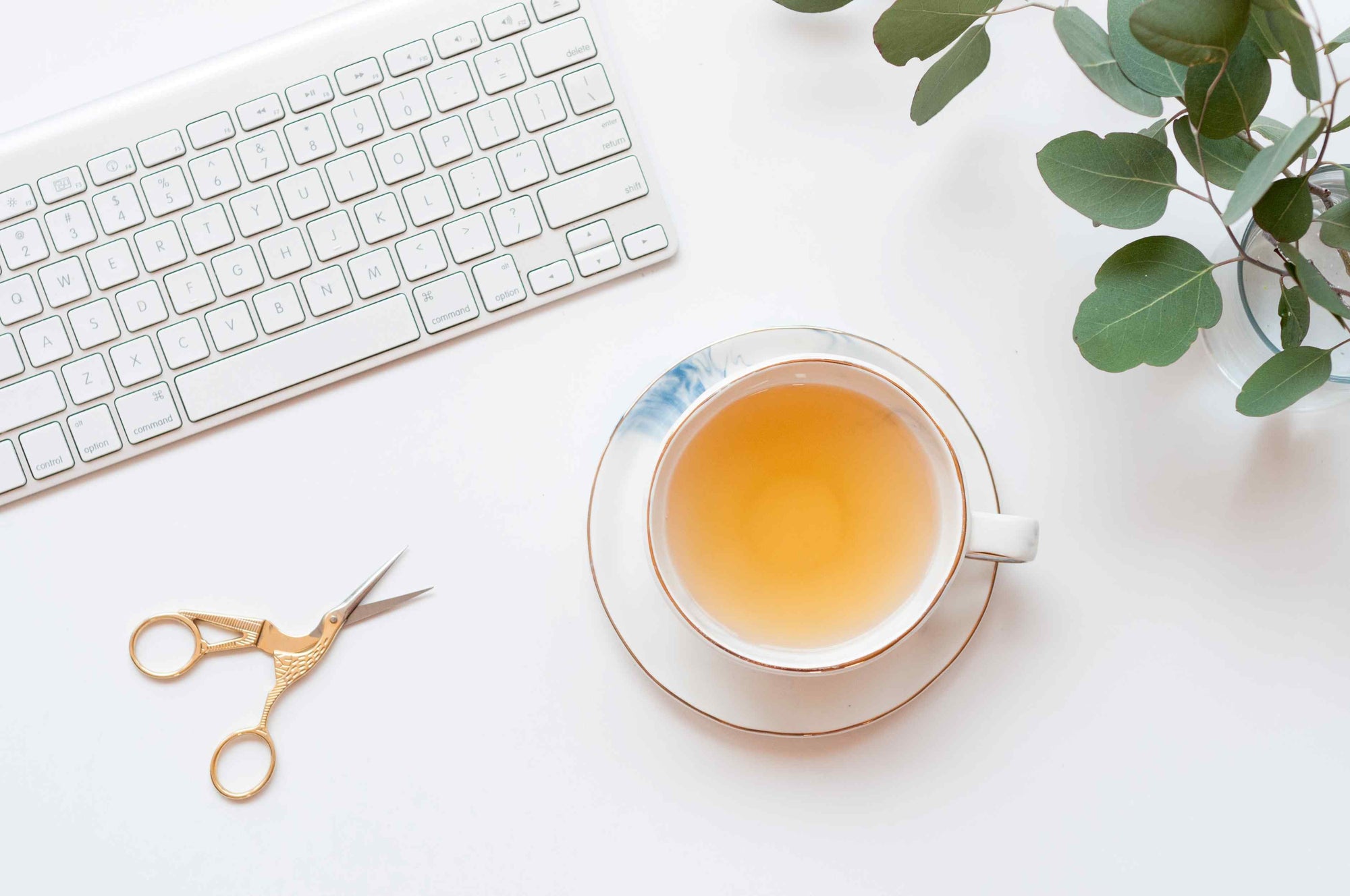 How To Brew The Perfect Cup Of White Tea: A Beginner's Guide