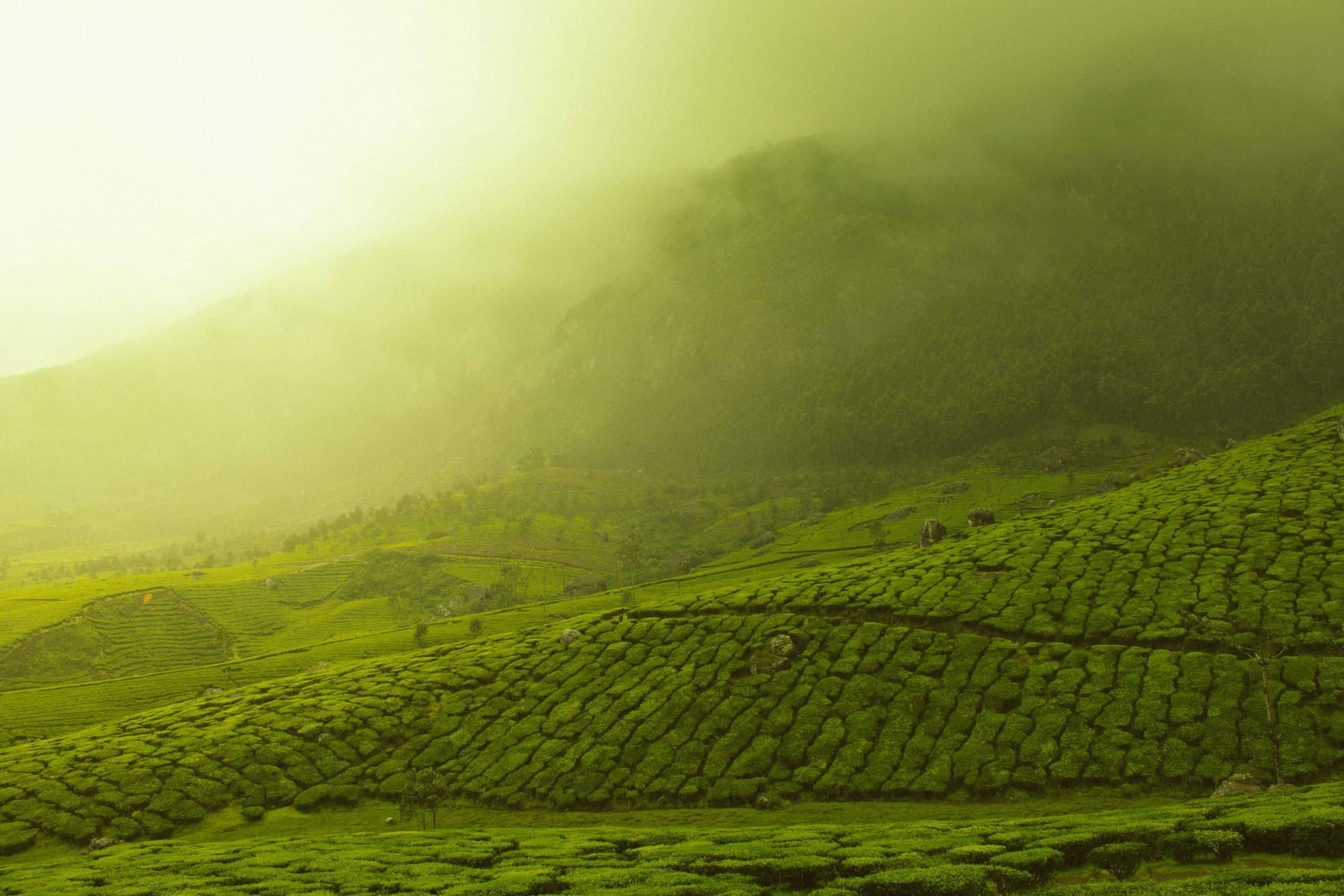 shot-of-the-Tea-Garden