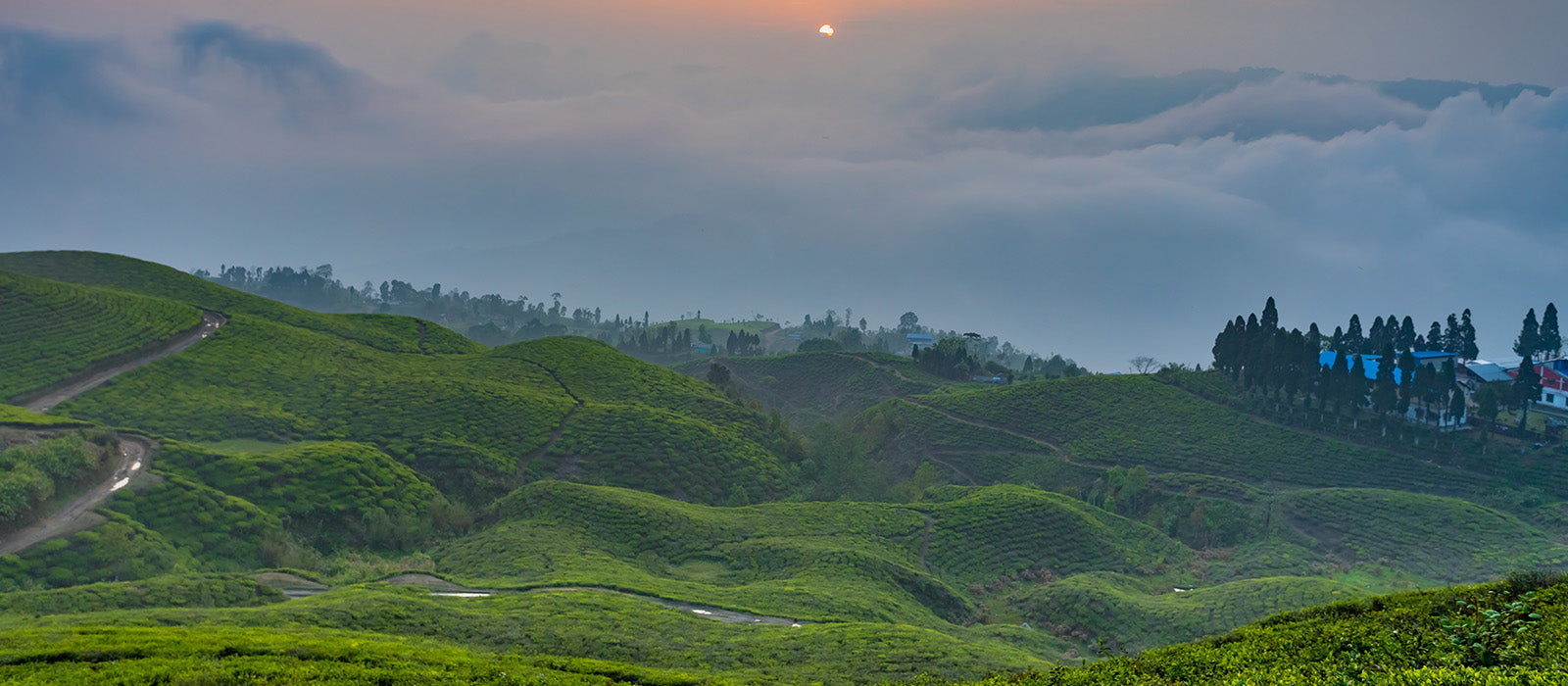 Wild Yeti Oolong Tea by Nepali Tea Traders — Steepster